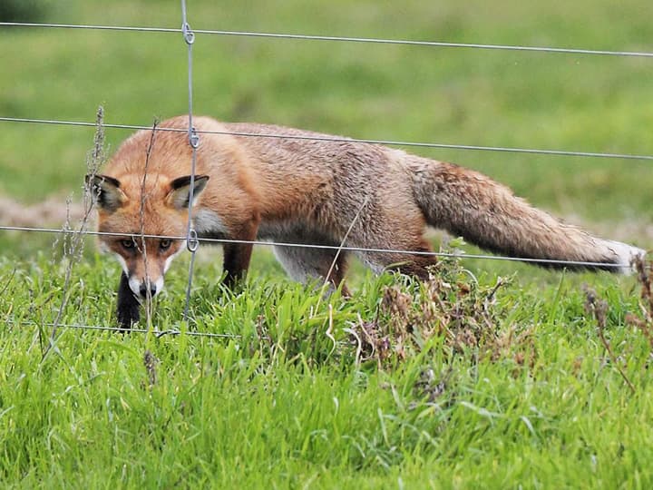 Red foxes in Victoria, Australia are known predators of koalas.