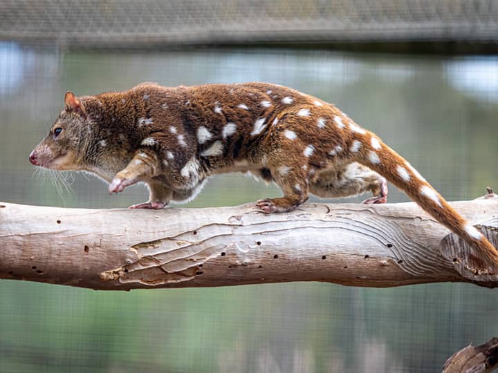 Spotted-tailed quolls are arboreal marsupials. Therefore, they can hunt koalas on trees.