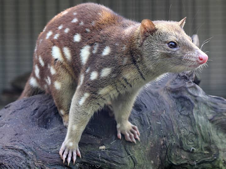 Spotted-tailed quolls are also found in South-Eastern Australia.