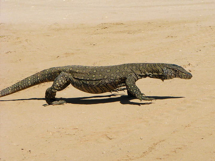 Varnus giganteus goannas are one of the predators of koalas. They are the largest goannas in Australia.