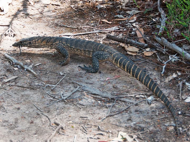 Varnus rosenbergi is the largest species of goanna and it can also hunt koalas.