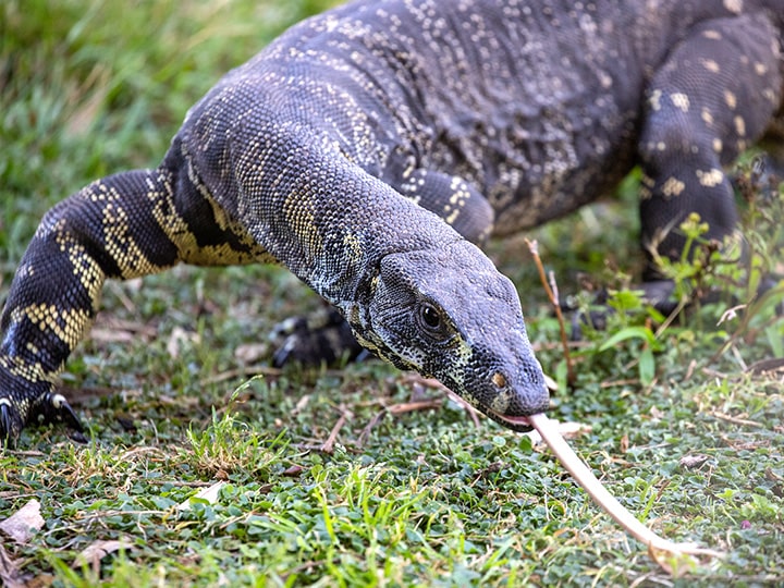 Varnus varius is another goanna species that hunt koalas. They can be 2 meters in length.