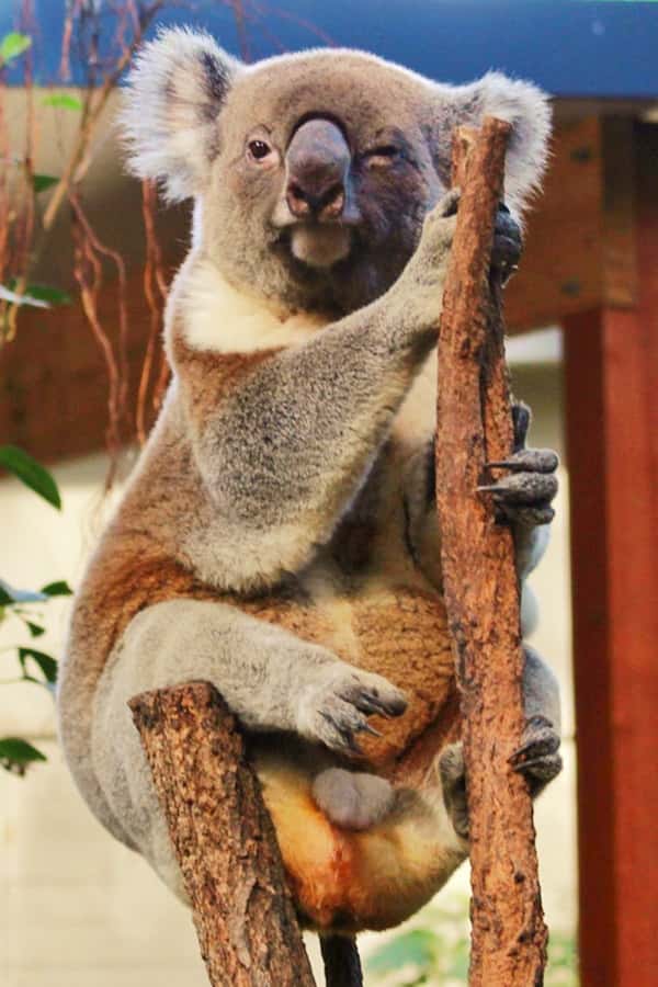 Koalas were once thought to be widespread throughout the continent of Australia.
