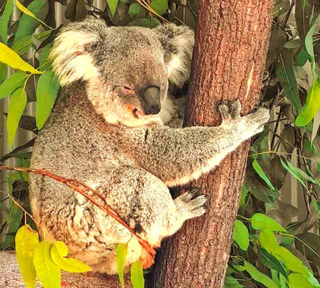 Koalas feel alert if they feel any danger and they quickly awake up.