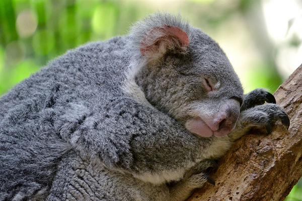 Koalas sleep to conserve body energy in winters.