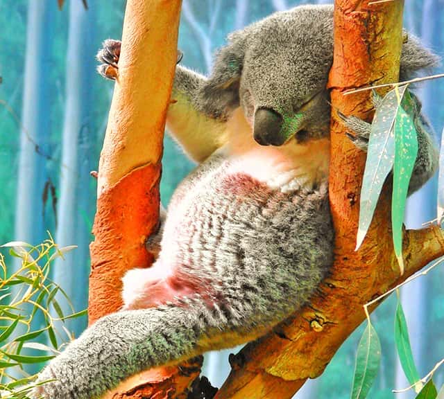 Koalas sleep long to digest their food.