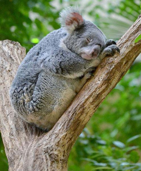 sleepy baby koala