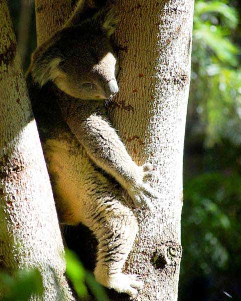 Koalas' different sleeping Postures.