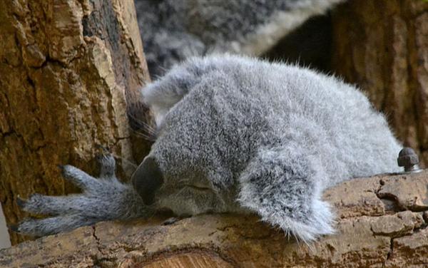 Koalas sleeping posture during summer.