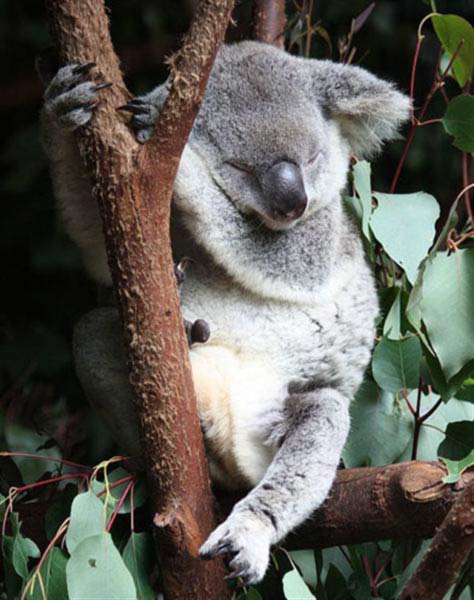 Koalas' winter sleeping position.