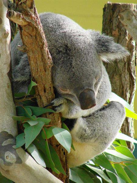 Koala sleeping in winter.