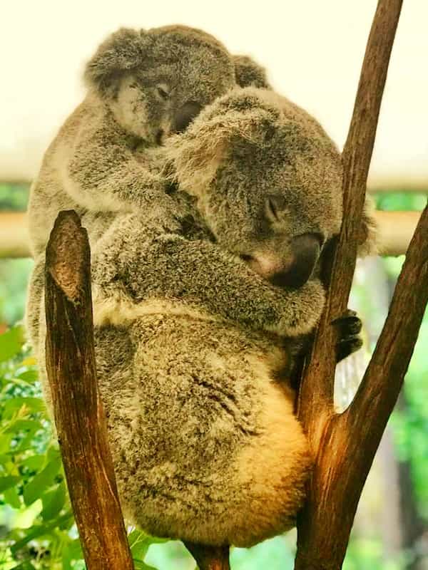 Hunched sleeping posture allows koalas to retain strong grip against strong winds.
