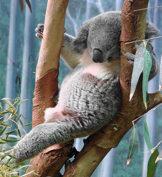 Koalas' hunched back sleeping position.