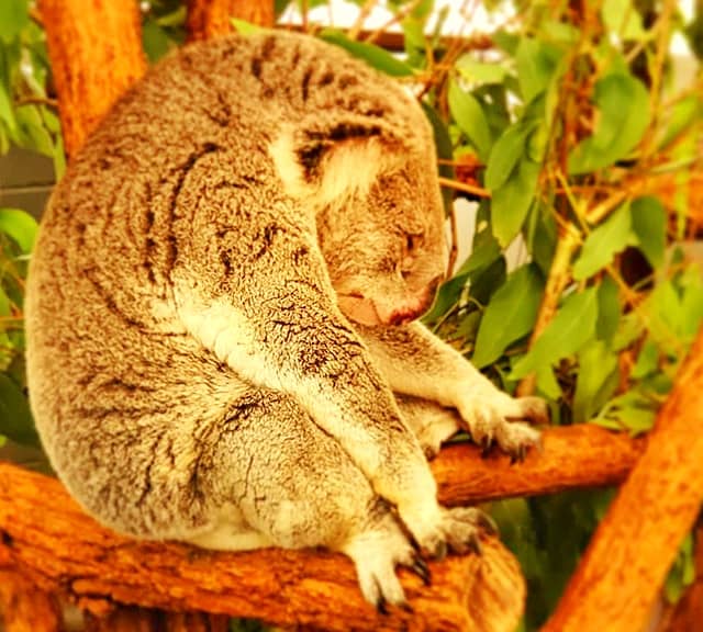 Hunched sleeping posture allows koalas to have comfortable sleep