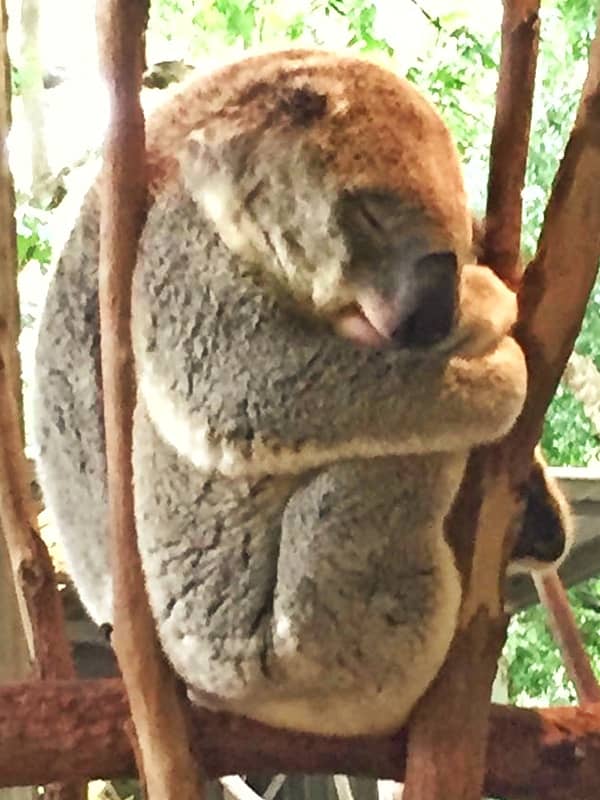 Koalas hunched sleeping posture helps them to get rid of rain water very quickly