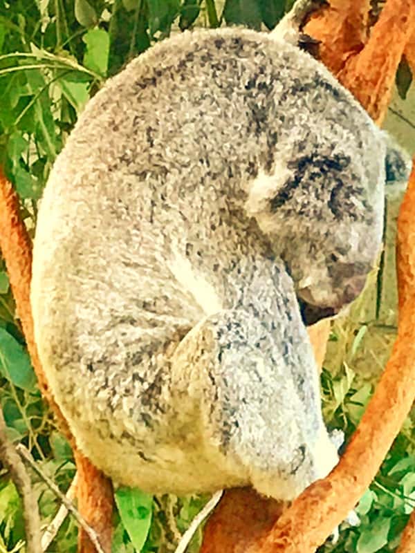 Hunched sleeping posture shows adaptability of koalas.