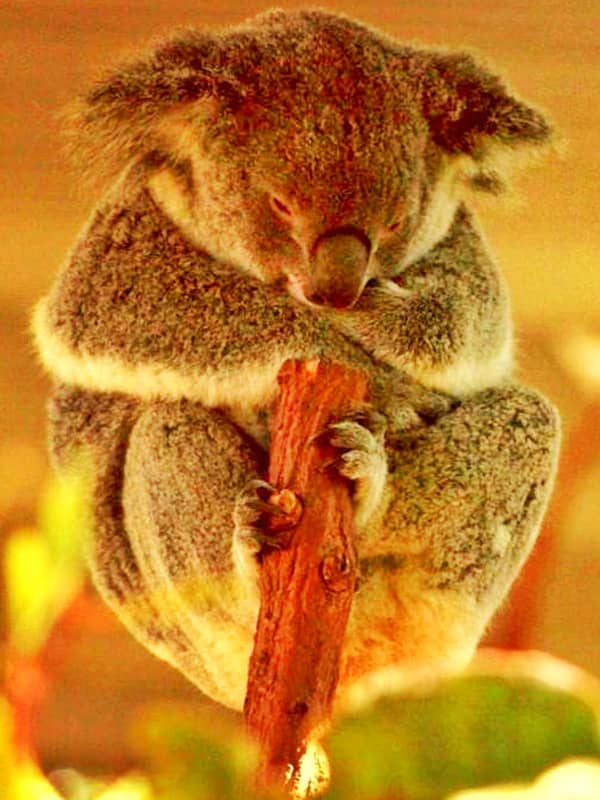 Hunched sleeping posture allows koalas to maintain their body energy against cold weather.