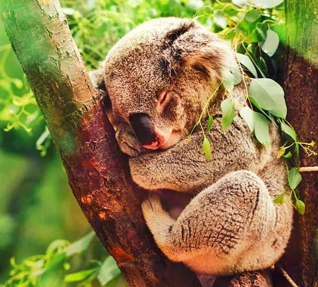 Koalas sleep 20 hours to slow metabolism rate.