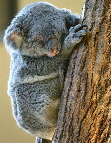 Koalas' sleep strategically to conserve energy.