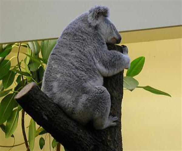 Koalas like to sleep on Trees' fork.