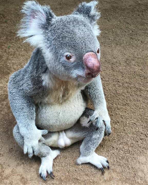Koalas may sleep on ground during the hot summer days.