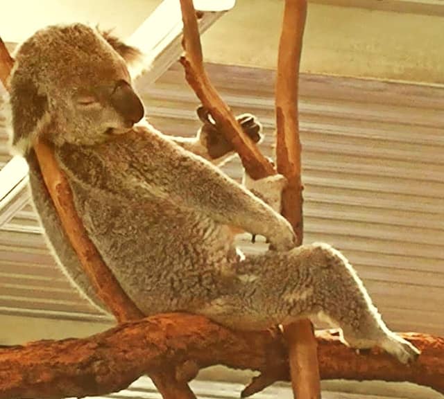 Koalas' sleeping posture during the hot summer season