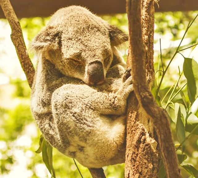 koalas exhibit a lot of sleeping postures on trees