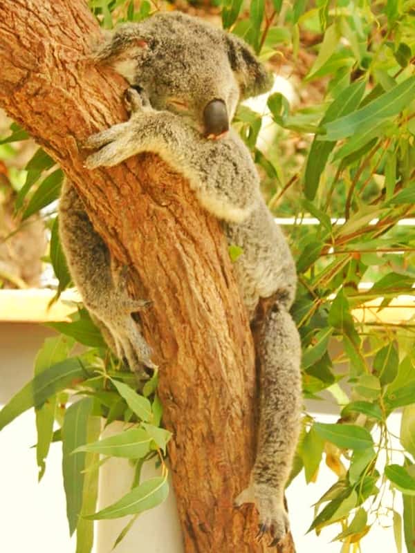 Koalas sleeping posture during the windy days