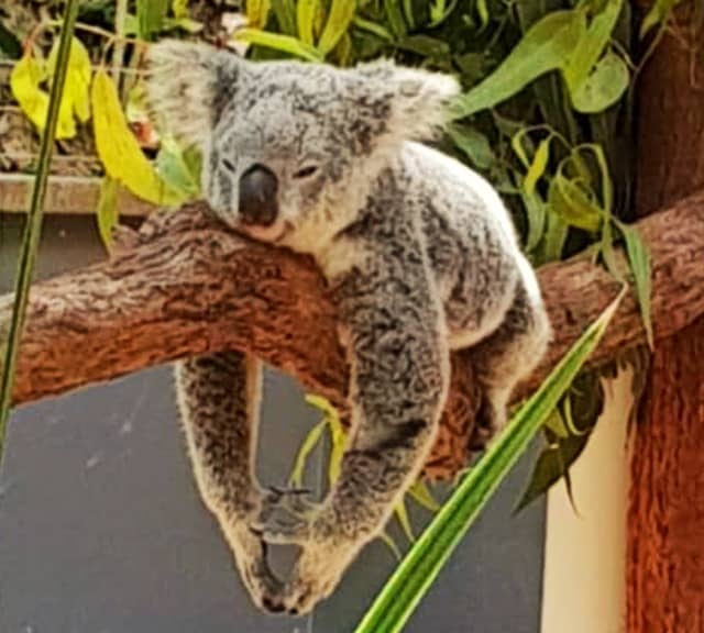 Koalas are sleepy but not sluggish like sloths. 