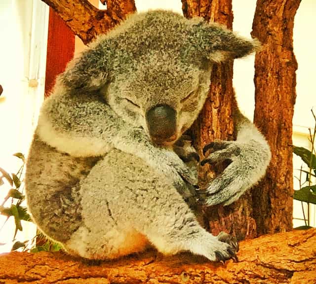 Koalas during winter sleep as hunched sleeping posture.