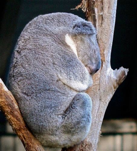 Sleepy Koala Picture.