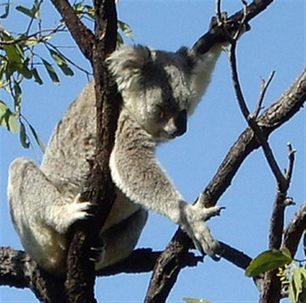 Koalas live at the top of Eucalyptus trees.