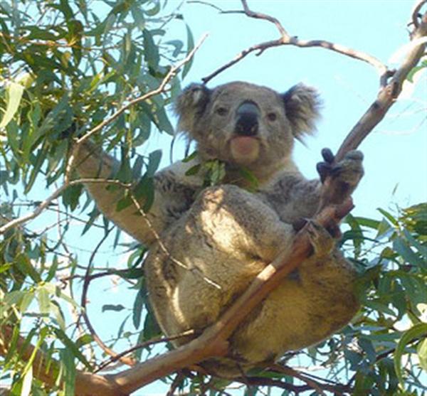 Koalas were spotted after 10 years.
