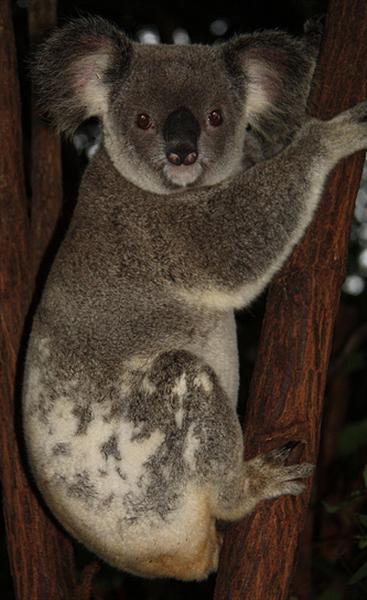 Koalas are the largest tree climbing Mammals in Australia - Koalas as  Arboreal