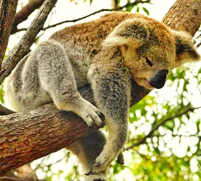 Gray Brown Koalas - Types of Koalas with Gray Brown Fur