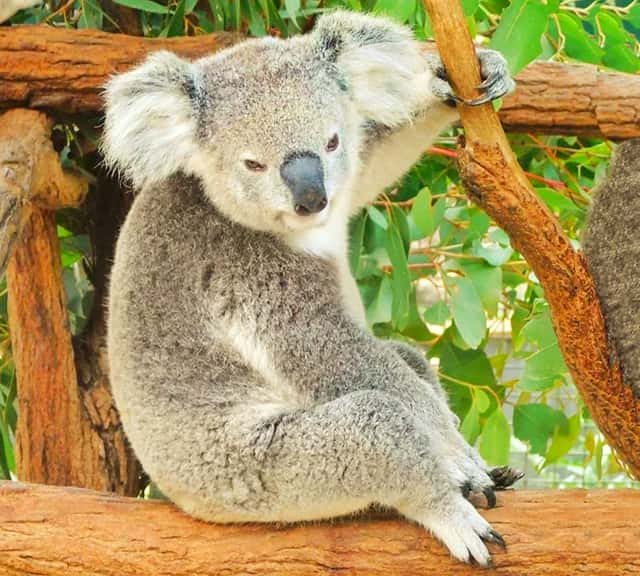 Gray Koalas are the most popular and commonly known koalas in Australia.