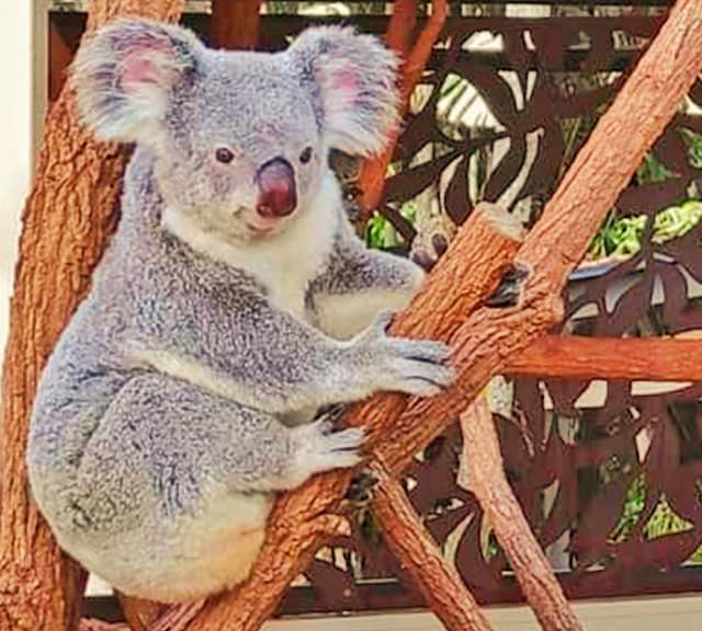 Gray Koalas - Type of Koalas with Gray Fur.