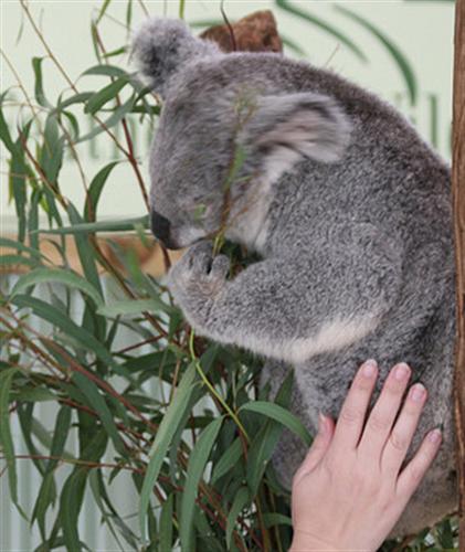 Koalas rarely drink water.