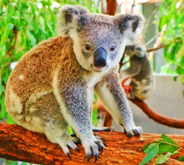 Koala Fact Sheet, Blog, Nature