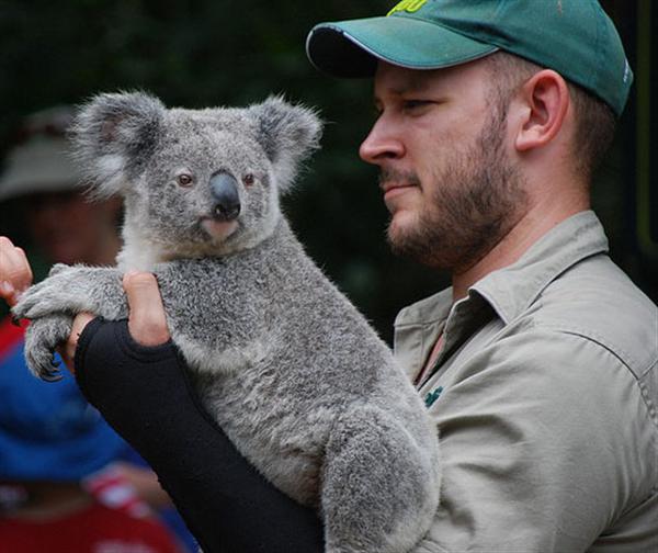 Koalas' smelting capabilities are stronger as they can distinguish fresh leaves.