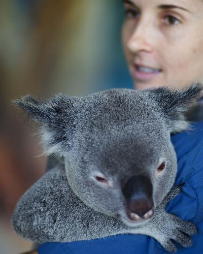 Koalas' Dehydration and factors responsible.