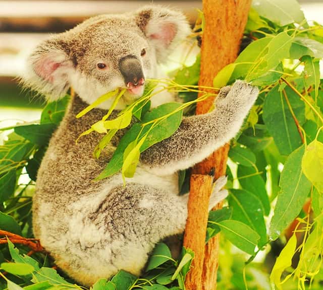 Koalas Diet Is Fully Poisonous And Toxic