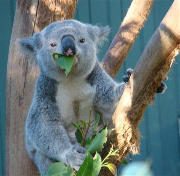 Koalas Diet Is Fully Poisonous And Toxic