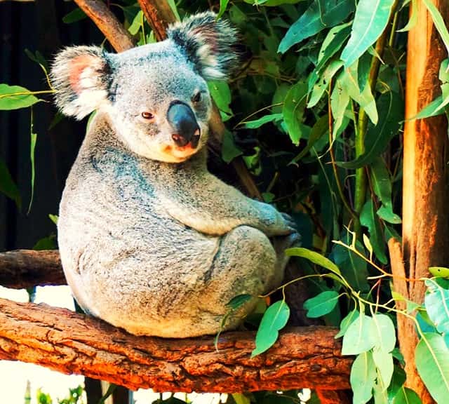 Why Koalas drink little or no Water?