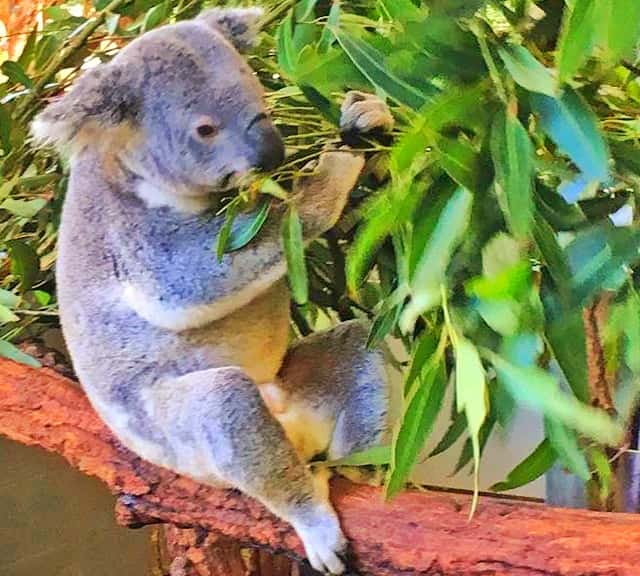Koalas extract water contents from Fresh Eucalyptus leaves.