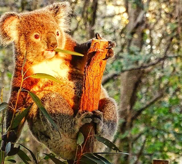 Koalas fulfill their water requirements through Eucalyptus Leaves.