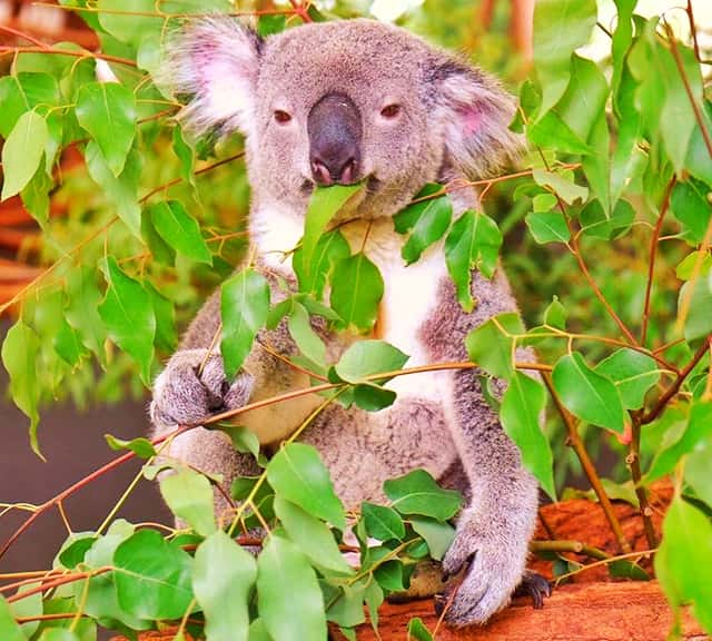 Koalas And Eucalyptus Leaves