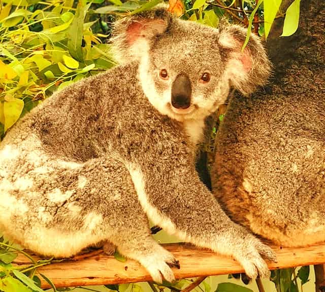 what do koalas look like