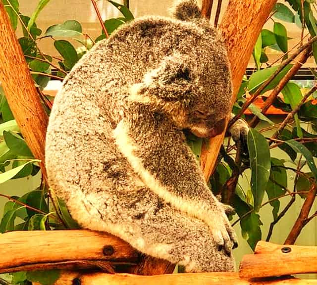 Koalas lack awareness about their surroundings