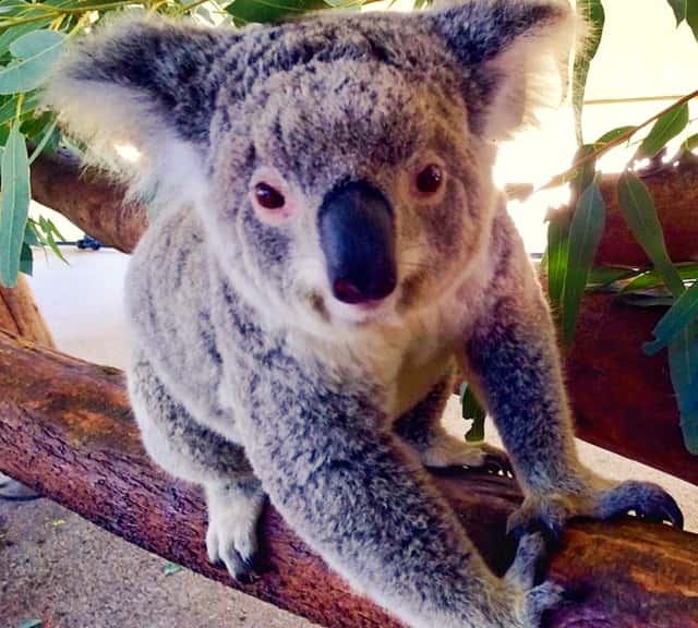 Koalas lack intellectual abilities